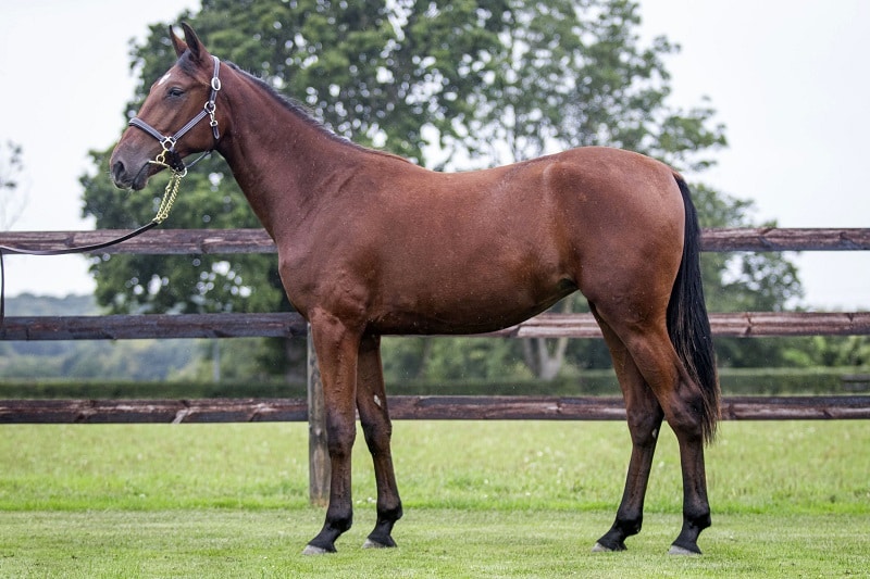 You are currently viewing Nice To Meet You (Very Nice Marceaux), top price du troisième rendez-vous