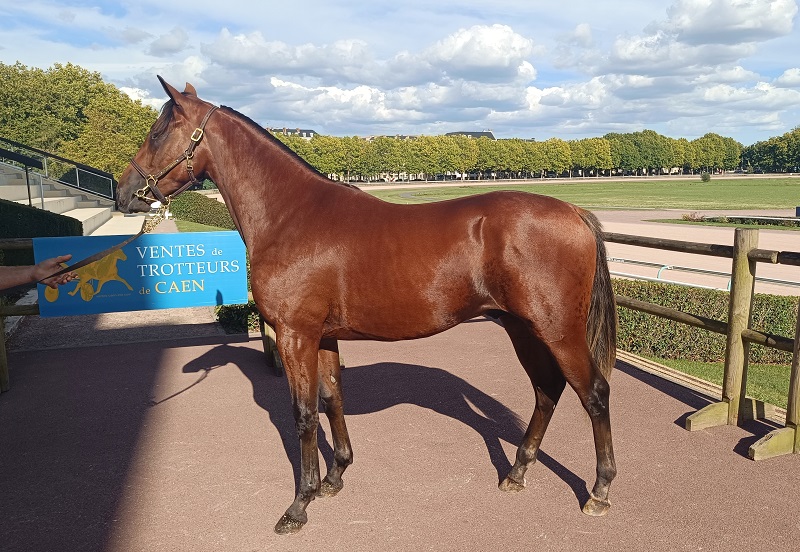 You are currently viewing Onofrio top price de la journée d&rsquo;ouverture à 26 000 €