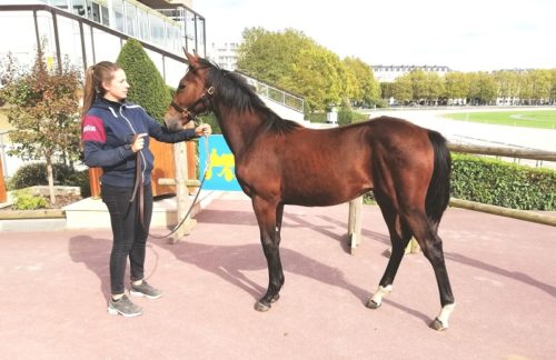 Un fils de Bold Eagle top price chez les foals