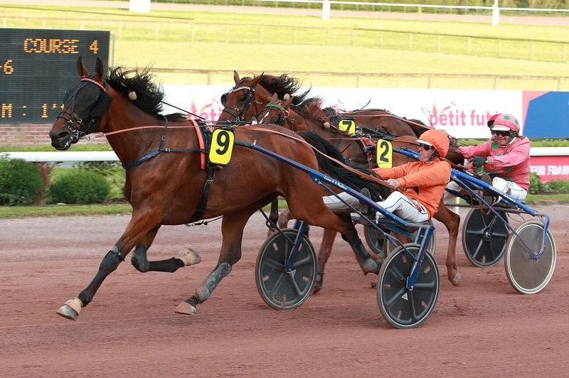 You are currently viewing Midland d&rsquo;Oyse, Iggy des Rioults et Lady du Châtelet brillent au niveau Premium
