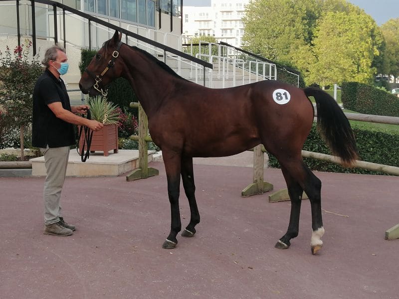 You are currently viewing Un marché soutenu pour la vacation  d&rsquo;ouverture