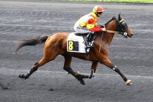 Jean Balthazar : le fruit d&rsquo;une belle construction génétique