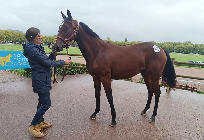 You are currently viewing Napolitaine Vivrot (Italiano Vero) adjugée 30 000 €