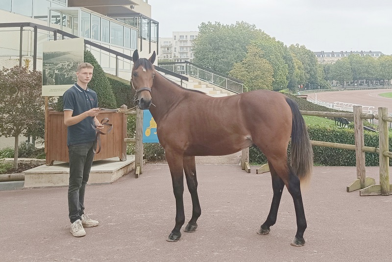 You are currently viewing Nobel de Tillard, top price à 46 000 € d&rsquo;un marché très actif