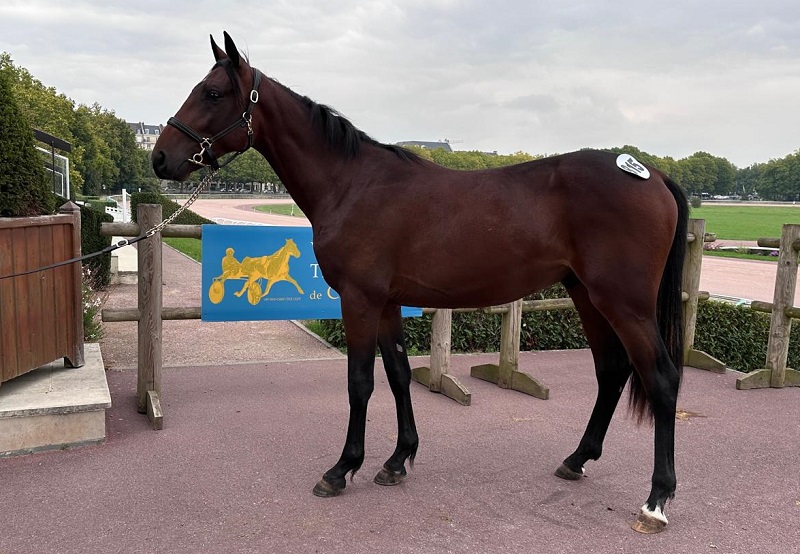 You are currently viewing Ouragan du Noyer, top price à 36 000 € de la dernière journée réservée aux yearlings